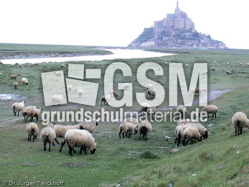 Schaf (1 von 61).jpg